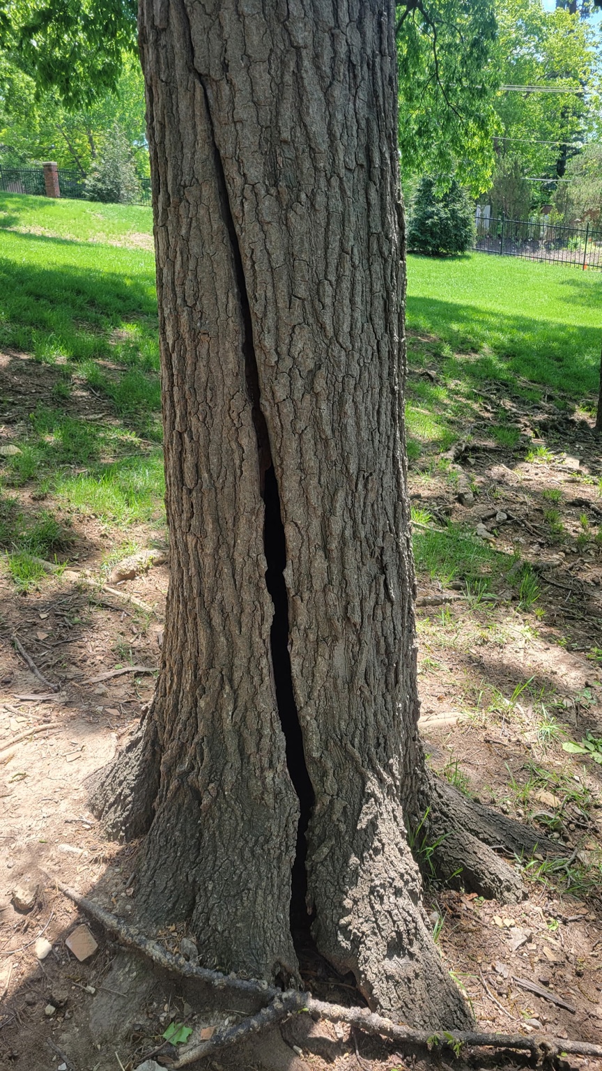 Deep split in the trunk of a hazardous mature tree in Warrensburg, MO