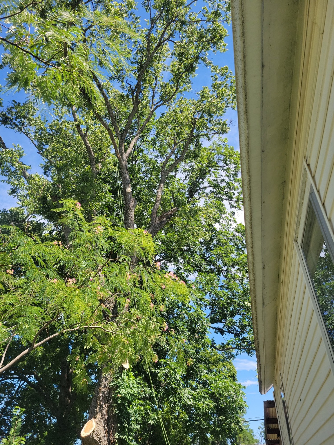 Controlled tree removal with rigging lines beside a house in Warrensburg, MO