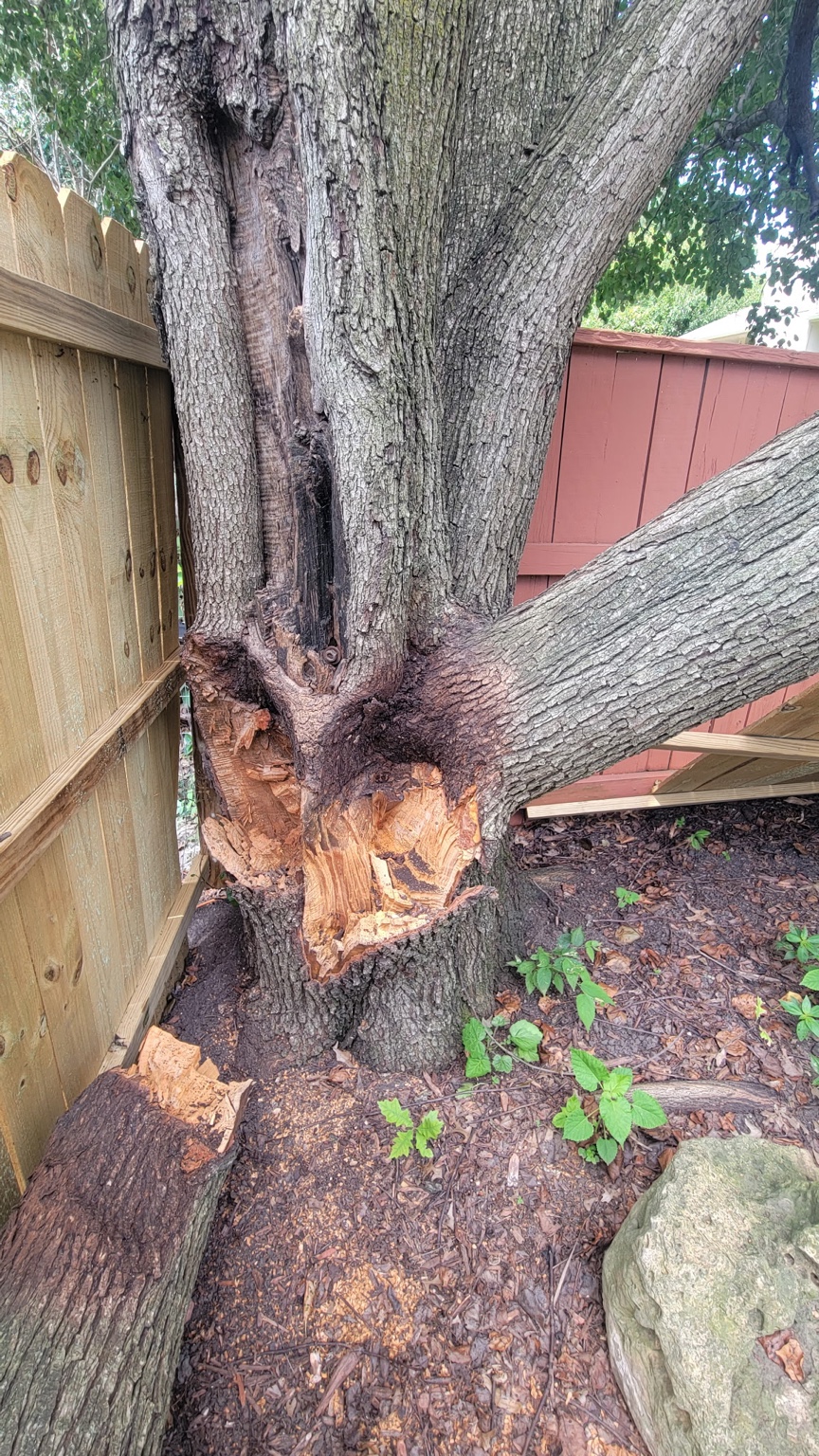 Dead and decayed tree trunk removal in Warrensburg, MO
