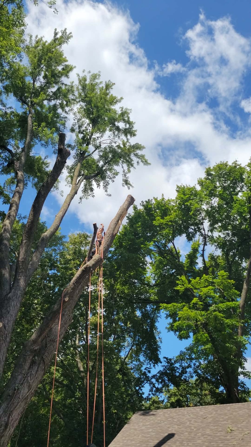 Climber rigging down a large tree during a tree removal in Warrensburg, MO