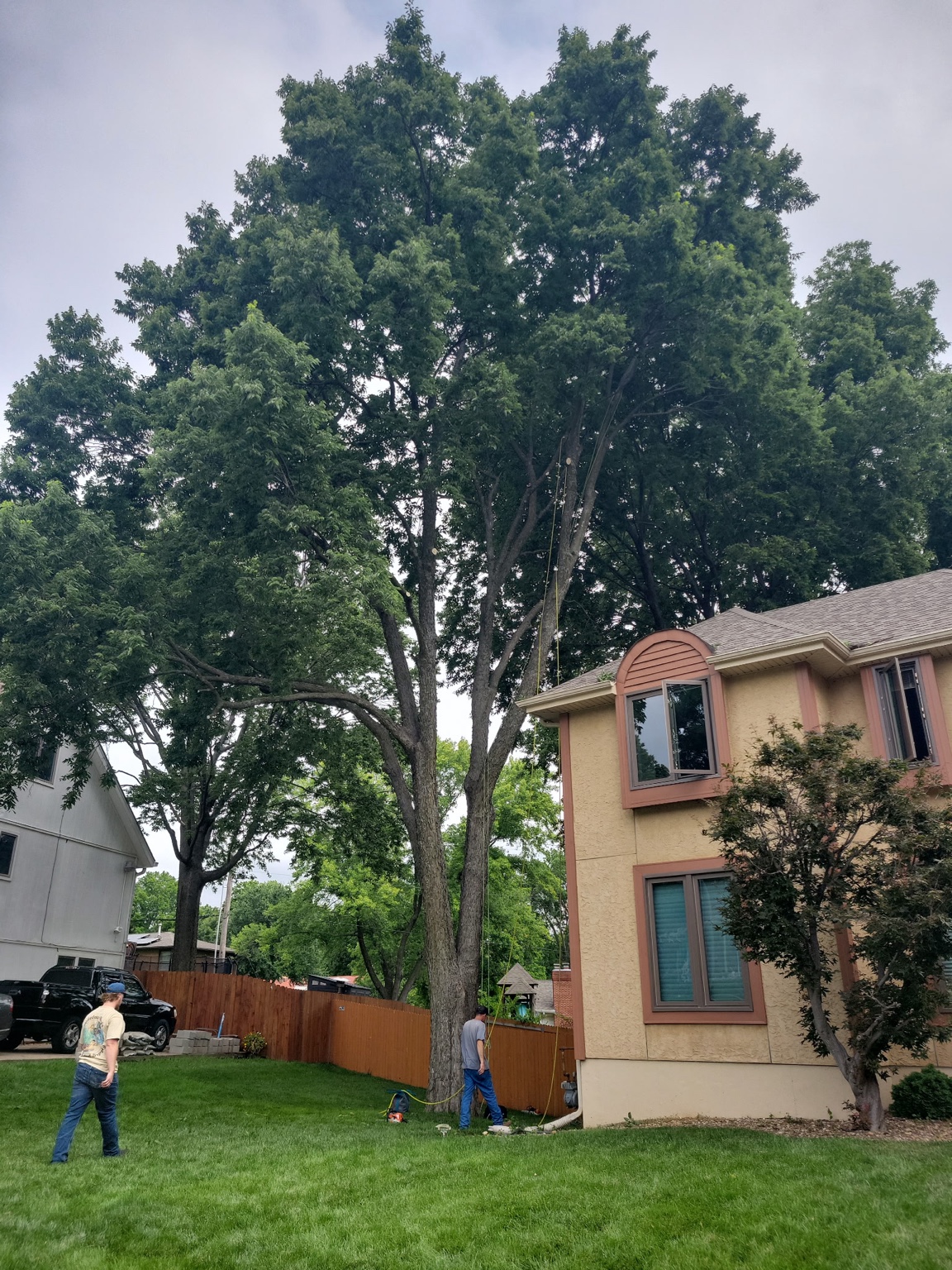 Crew rigging a large mature tree beside a residential home in Warrensburg, MO