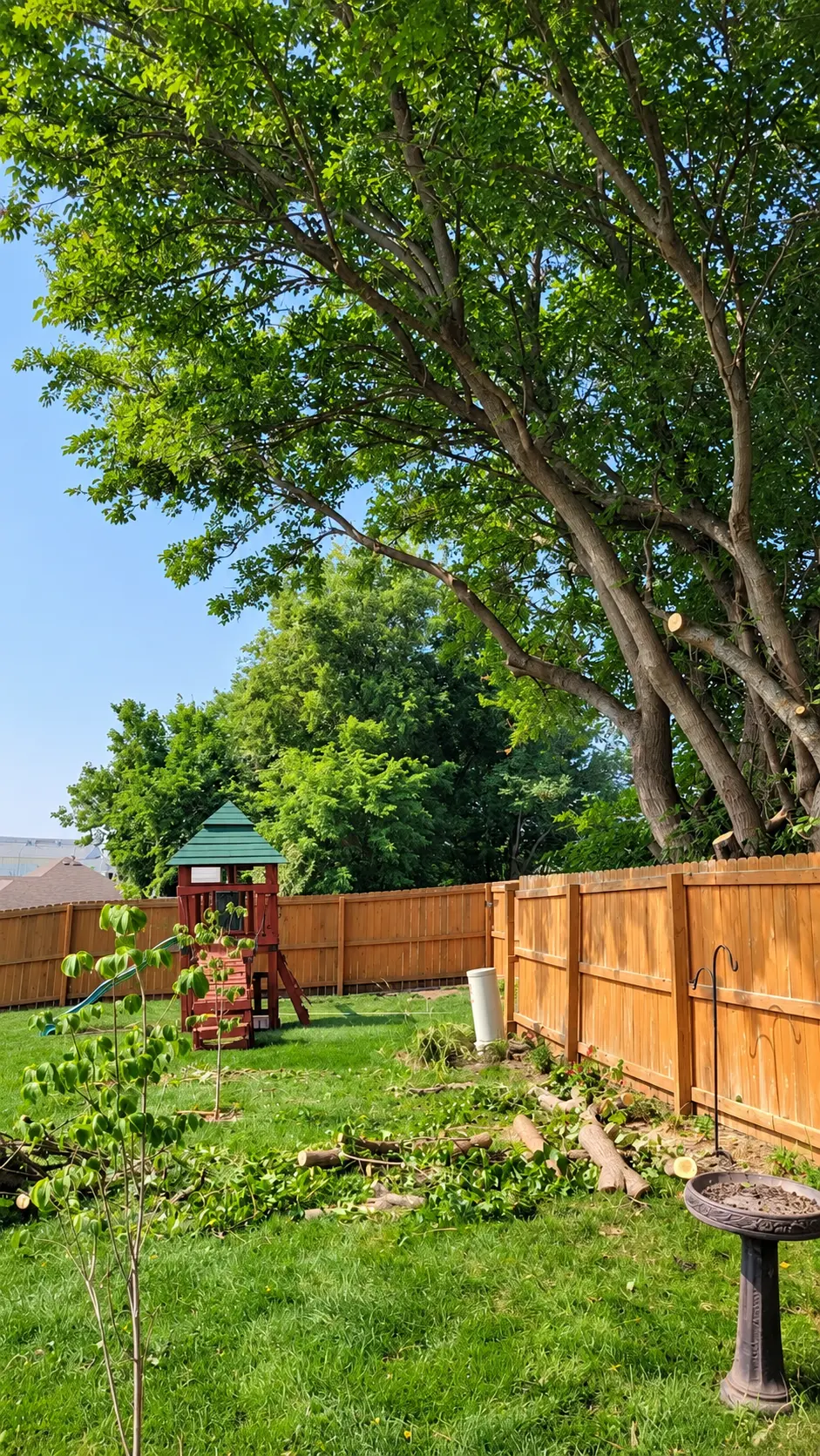 Freshly cut tree limbs staged for cleanup in a residential backyard in Warrensburg, MO