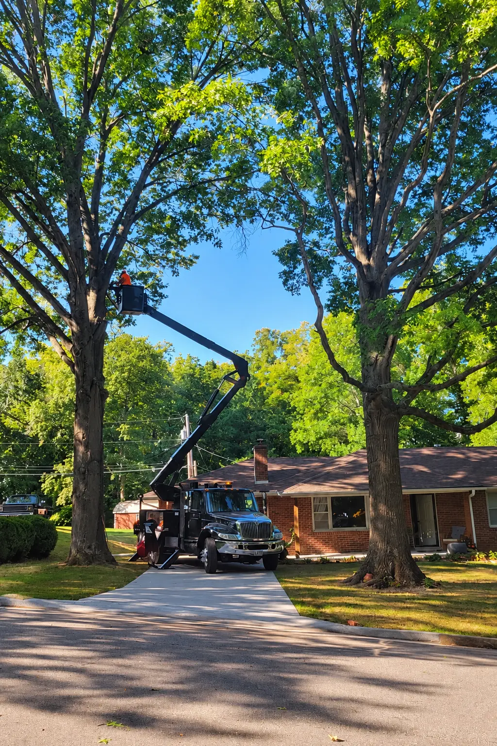 Bucket truck with a climber aloft trimming large trees at a residential property in Warrensburg, MO