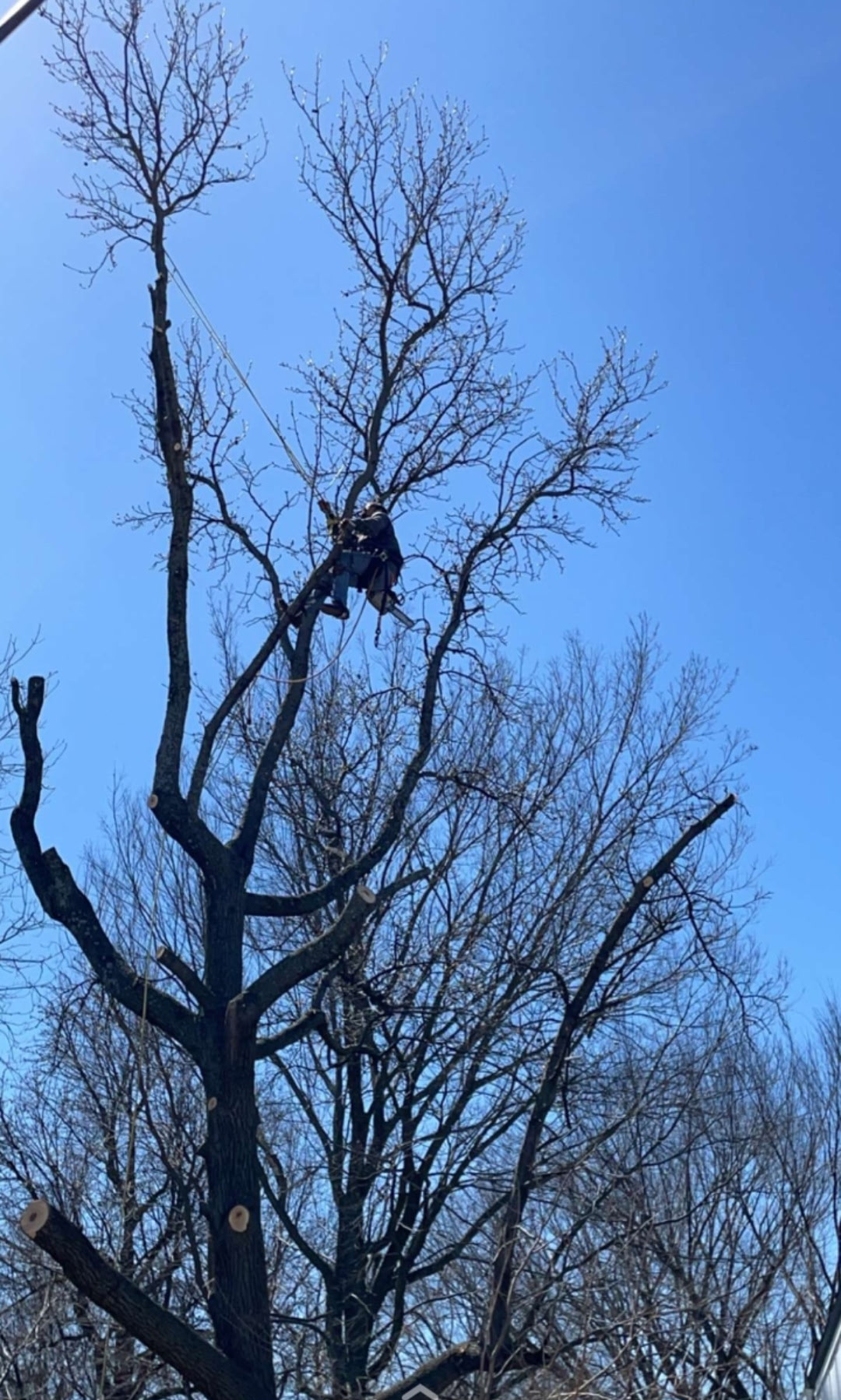 Tree climber using ropes during a sectional tree removal in Warrensburg, MO